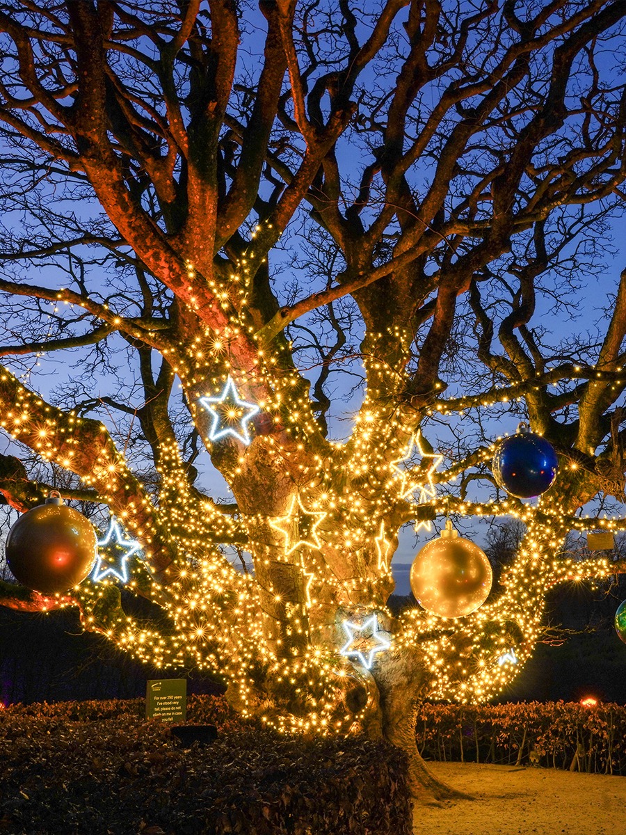 Fairy Lights