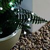 5m Indoor & Outdoor Battery Berry Fairy Lights, White LEDs, Green Cable