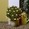 Solar Multi Function Butterfly Fairy Lights, 100 Warm White LEDs, 10m